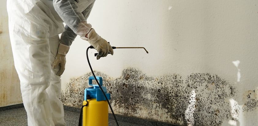 What’s the difference between mold remediation & mold removal?