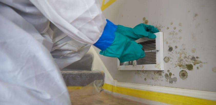 Professional Mold Removal Cost
