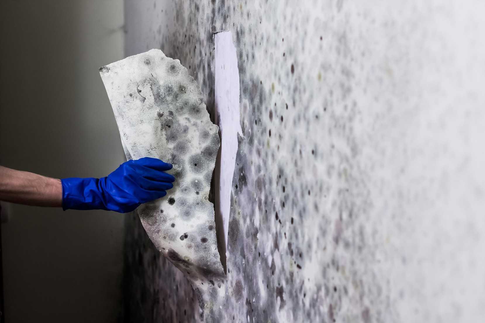 mold-removal-chicago