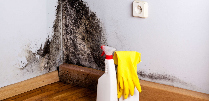 How Does Weather Affect Mold Growth and the Need for Mold Removal in Chicago?