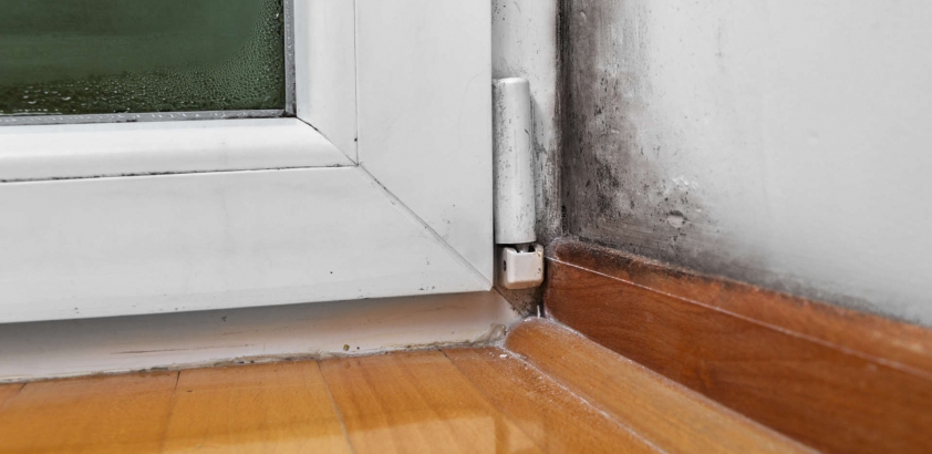 How You Can Prevent Mold Growth Over the Winter